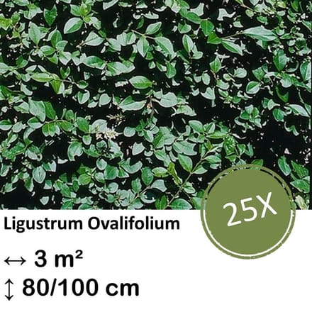 Green Harmony| Ligustrum Ovalifolium - Kale wortel