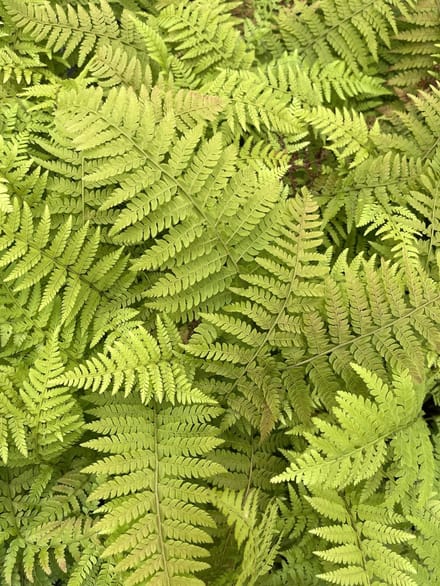 6x Brauns Naaldvaren - Polystichum braunii | 9x9 cm pot