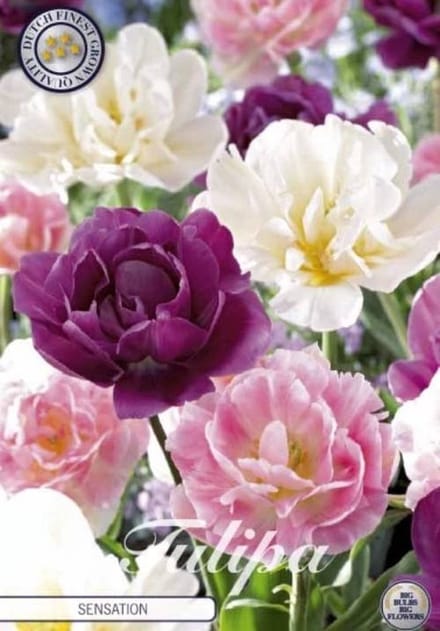Sensation Garden Tulpenbollen 10 stuks bolmaat 12+