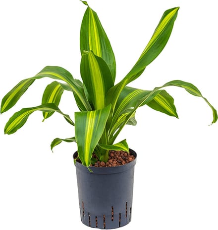 Hydroplant Dracaena Fragrans Burley