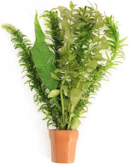 Moerings Viskombosje | In Terracotta Pot