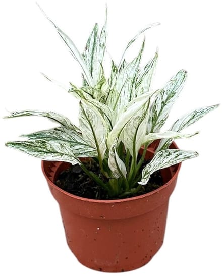 Spathiphyllum Variegata Kamerplant Potmaat Ø10,5 cm |Vers Van De Kweker