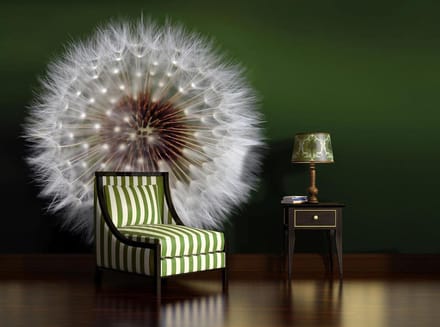 Flowers Dandelion Nature Photo Wallcovering
