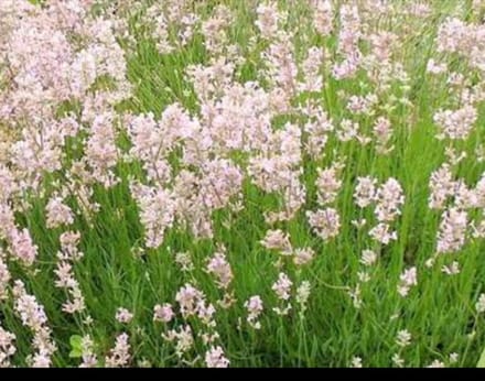 2 x Lavandula ang. 'Rosea' - Lavendel In pot 1.5 liter
