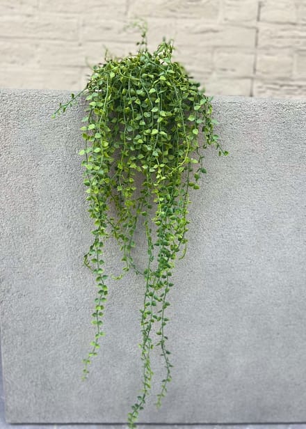 LeopoldFlora Callisia Repens Kunsthangplant - 70 cm - Groen