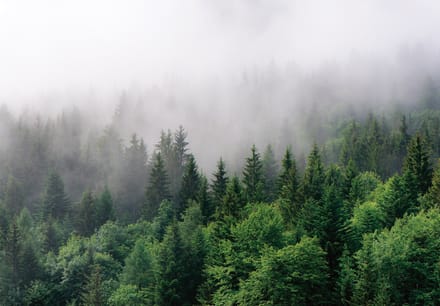 Fotobehang Bos in de Mist XXL – posterbehang – 368 x 254 cm – Groen