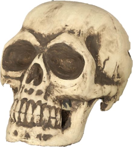 Grote Schedel/doodshoofd - 32 cm - Halloween decoratie - Horror themafeest versiering - Skeletten