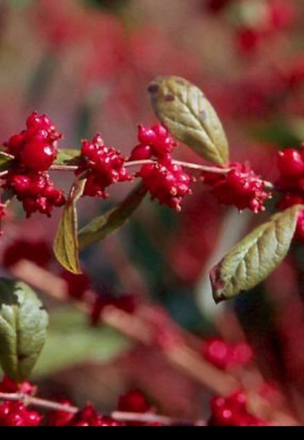 2 x Symphoricarpos d. 'Magic Berry' - Sneeuwbes 50- 60 cm in pot