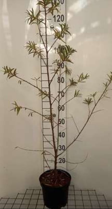 2 x Hippophae rham. 'Hergo' - Duindoorn , Zanddoorn 50- 60 cm in pot