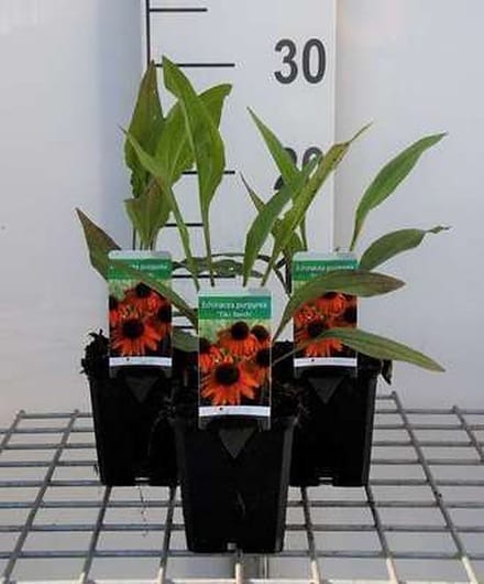 6x Zonnehoed - Echinacea purp. Tiki Torch" | 9x9 cm pot