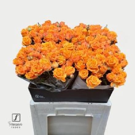 10x Rosa tr. orange queen 60cm