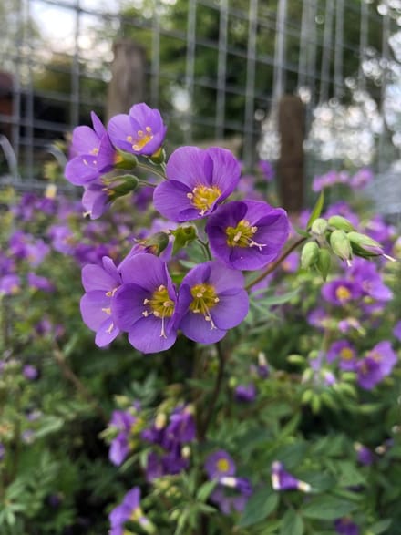6 x Polemonium caeruleum 'Lambrook Mauve' - Jacobsladder - P9 Pot (9 x 9cm) - Dima Vaste Planten