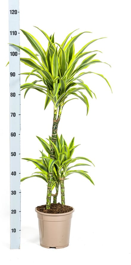 Dracaena Deremensis Lemon Lime Ø21cm - 100cm