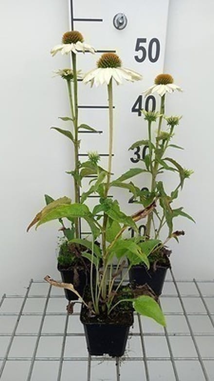 6x Zonnehoed - Echinacea purp. Pow Wow White' | 9x9 cm pot