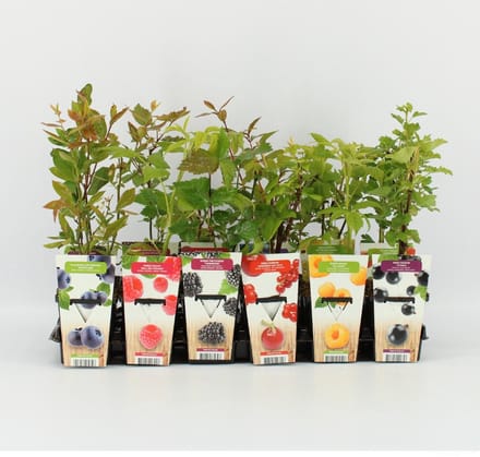 Mini Fruitplanten mix - set van 6 verschillende soorten fruit - hoogte 30-40 cm