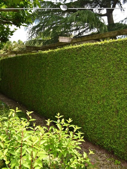 Levensboom Thuja plicata Martin 140-160 cm, 25x Haagplant