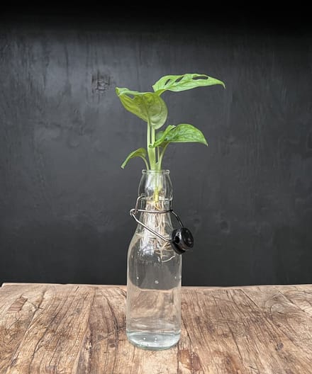Lofe Ann transparant | Hydroponie | Zwarte dop en Monstera stek