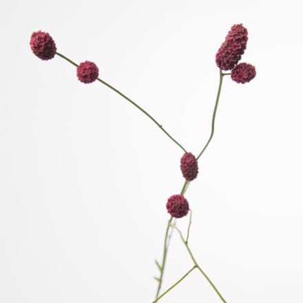 10x Sanguisorba arnhem 80cm