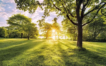 Fotobehang Golden Moment - Groen - 2,50m X 400cm