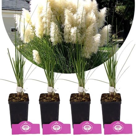 Set Van 4 Witte Pampasgras - Cortaderia Selloana 'White Plume' - Hoogte 35cm - 9cm pot