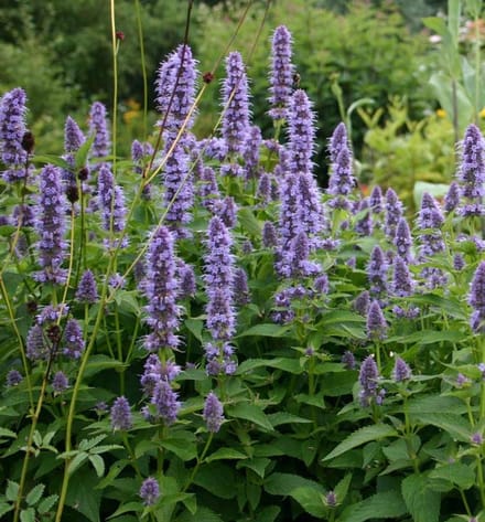 Dropplant (Agastache hybrid) - Black Adder – Agastache - Bijen-Vlinders - bloeit in Juni / Juli / Augustus / September