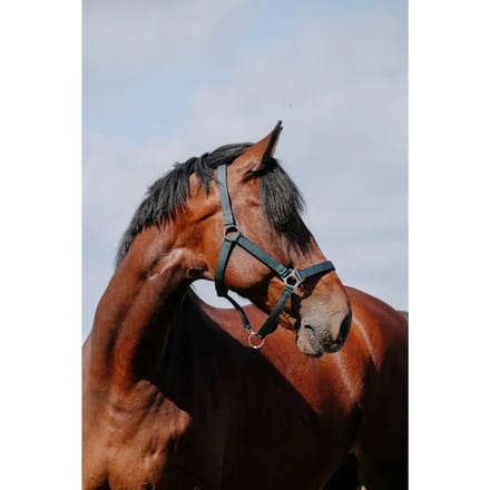 Leren halster voor paarden Riding World Cushion