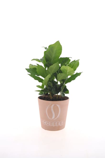 Coffea Arabica | 30cm | Terracotta "Coffee"
