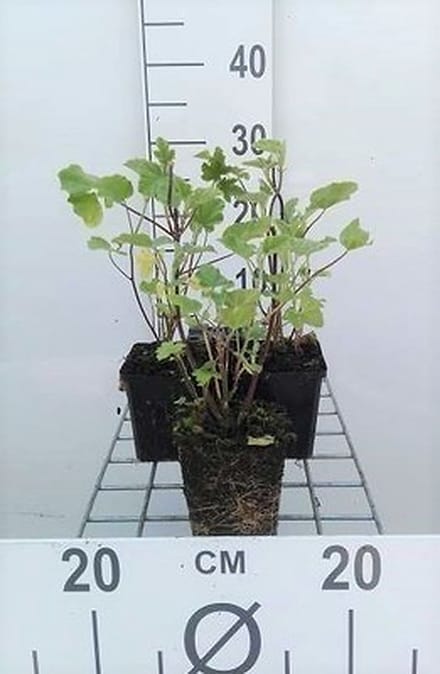 6x Malvastruik - Lavatera hybr. 'Barnsley' | 9x9 cm pot