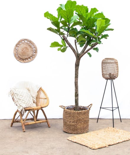 Ficus Lyrata XXXL - 230cm
