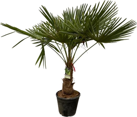 Trachycarpus Fortuneii - 200 cm - Ø30cm