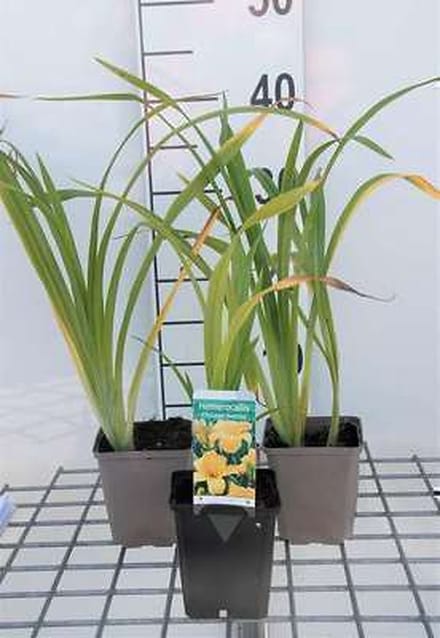 6x Daglelie - Hemerocallis hybr. 'Chicago Sunrise' | 9x9 cm pot