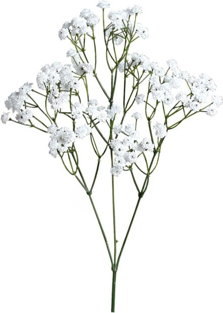 Gipskruid - 67 CM
