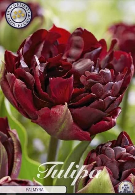 Dutch Finest Quality bloembollen - Tulpen Tulp Double Late Palmyra x7 12/+s