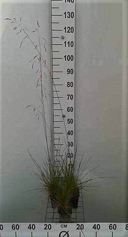 6x Ruwe smele - Deschampsia cespitosa | 9x9 cm pot