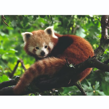 Ravensburger puzzel Schattige rode panda - Legpuzzel - 500 stukjes