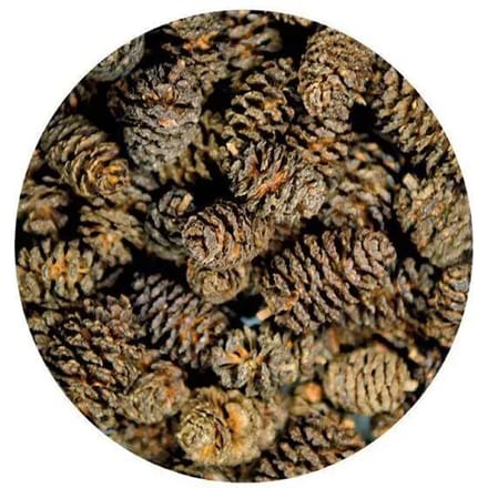 Aquarium accessoires Hobby Alder Cones (x50)