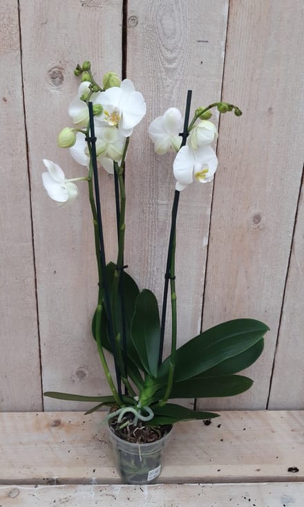 Decoratief Beeld - Kamerplant Vlinderorchidee Phalaenopsis Takken - Kunststof - Warentuin Natuurlijk - Wit