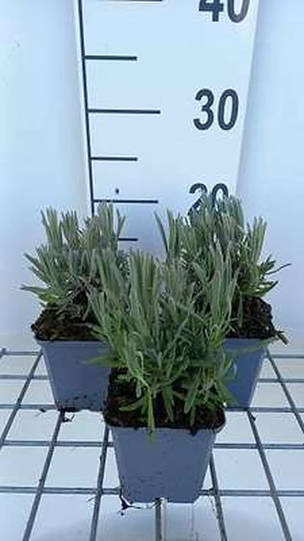 6x Lavandel - Lavandula int. 'Provence' | 9x9 cm pot
