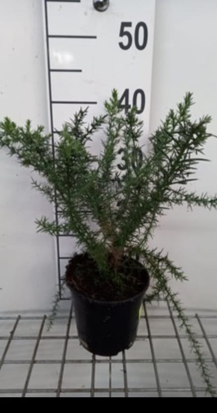 Ulex europaeus - Gaspeldoorn 15- 20 cm in pot