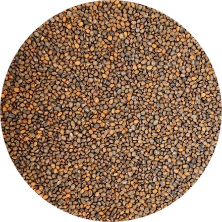 Microgreens Holland Seeds / Rucola / Rocket / Microgreens / Kiemgroenten / Microgroenten / Cress / 1kg zaden