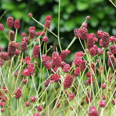 6 x Sanguisorba Officinalis 'Tanna ' - Pimpernel pot 9x9cm