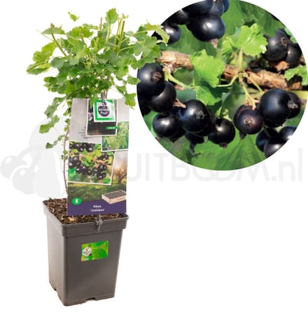 Ribes Jostabes | kruising tussen zwarte bes en kruisbes