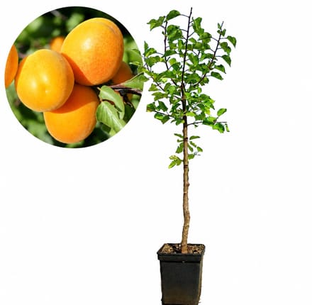 Prunus armeniaca 'Palummella' abrikoos, 5 liter pot
