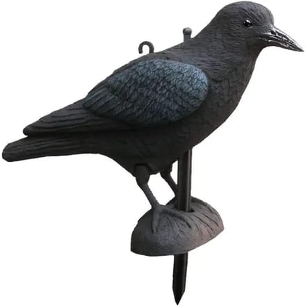 Appelants corbeau Akah