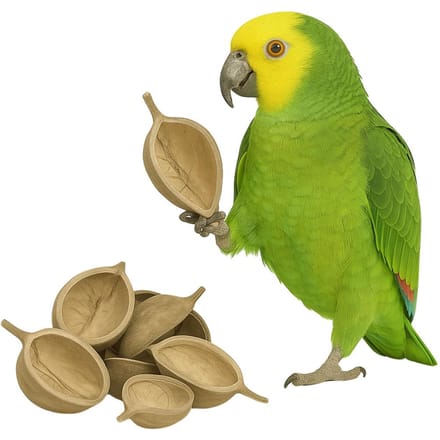 Back Zoo Nature Boeddha Noot - Natuurlijk Speelgoed - 10-12 Cm Xl