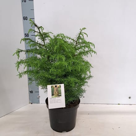 Cryptomeria j. 'Elegans' - Japanse ceder | 30-40 cm pot
