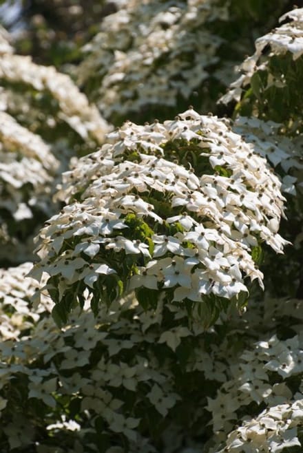 Arbustes de haie - Un ensemble 1 - Cornus kousa chinensis - (5L) 60-80 cm
