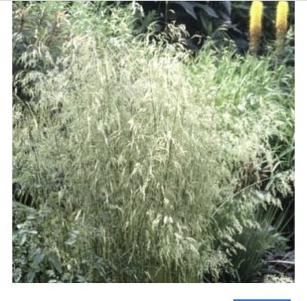 6 x Deschampsia cespitosa - GEWONE SMELE, RUWE SMELE - pot 9 x 9 cm
