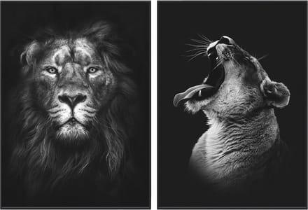 Zwart/wit posters - Dieren - 2 stuks - 50x70 cm - Leeuw & Leeuwin