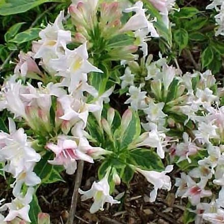 Weigela 'Nana Variegata' - Weigelia 30-40 cm in pot